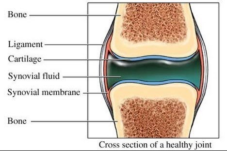 synovial fluid